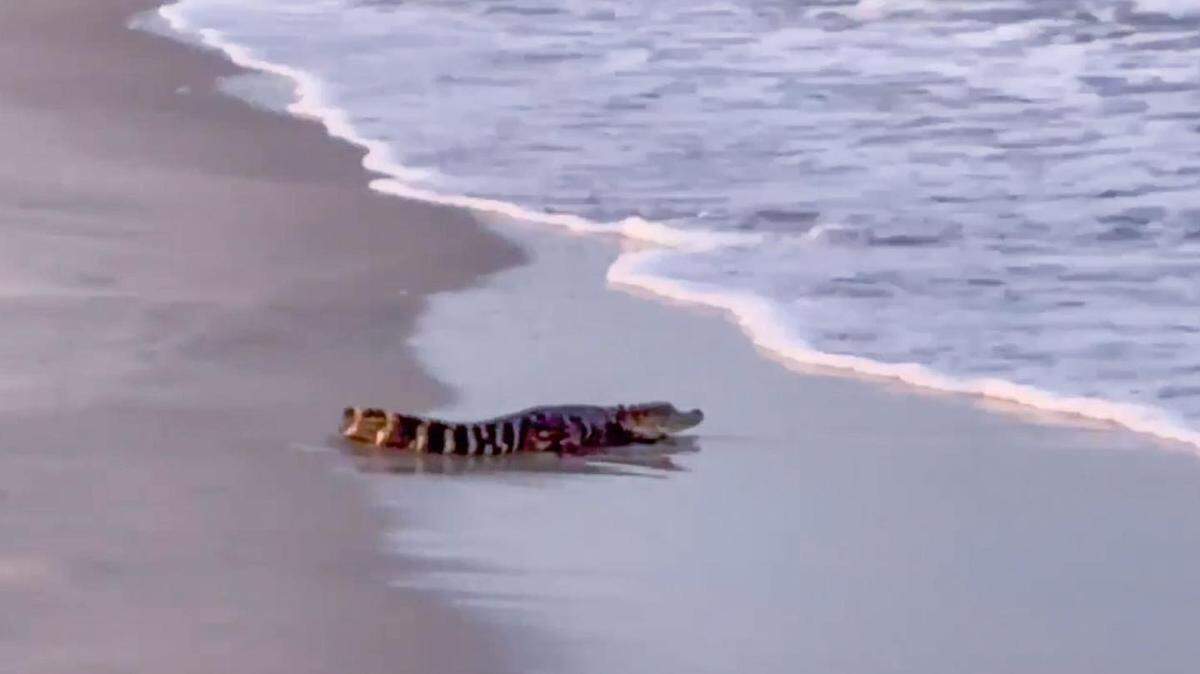 Eric Oltedal snapped a photo of this alligator that was spotted near the jetties at Huntington Beach State Park in Murrells Inlet on Sunday. This is the second day an alligator was spotted on the beach. Another alligator was seen in Surfside Beach. South Carolina Department of Natural Resources removed both gators.