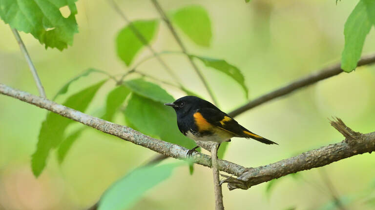 Here’s your guide to the best bird watching around Myrtle Beach, SC this fall