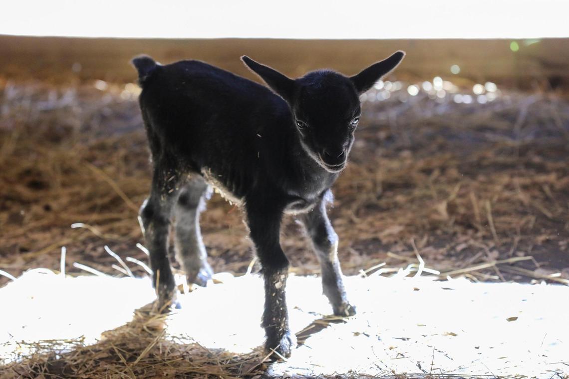 The first baby goats of the season were born at Brookgreen Gardens Lowcountry Zoo last week. The kids were named “Kreature,” “Dobby,” and “Winky” after Harry Potter Characters. March 14, 2022.