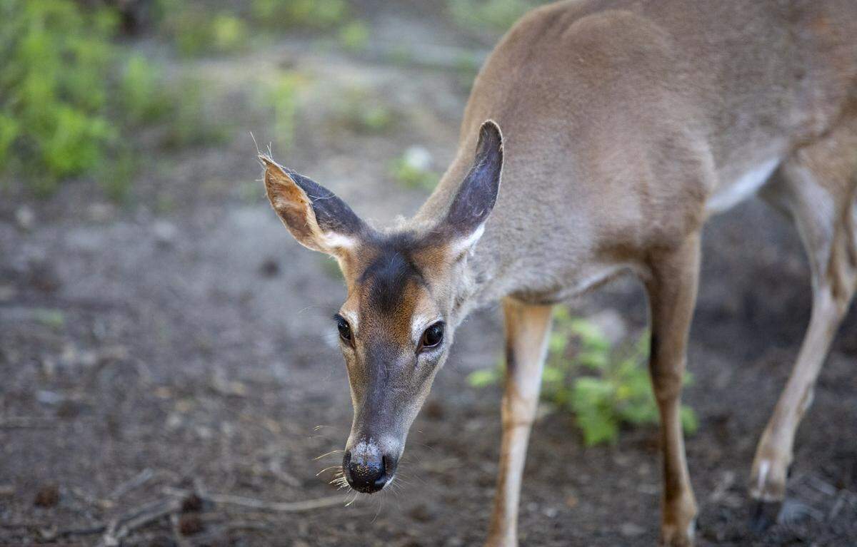 Vehicle-deer collisions have tripled in Horry County in the last decade as the area’s population has grown.