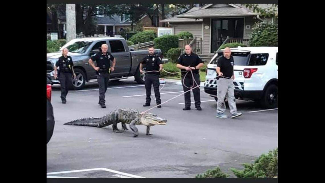This 9-foot alligator was led away on a leash after it was caught trying to get into a community pool in Sunset Beach, N.C.