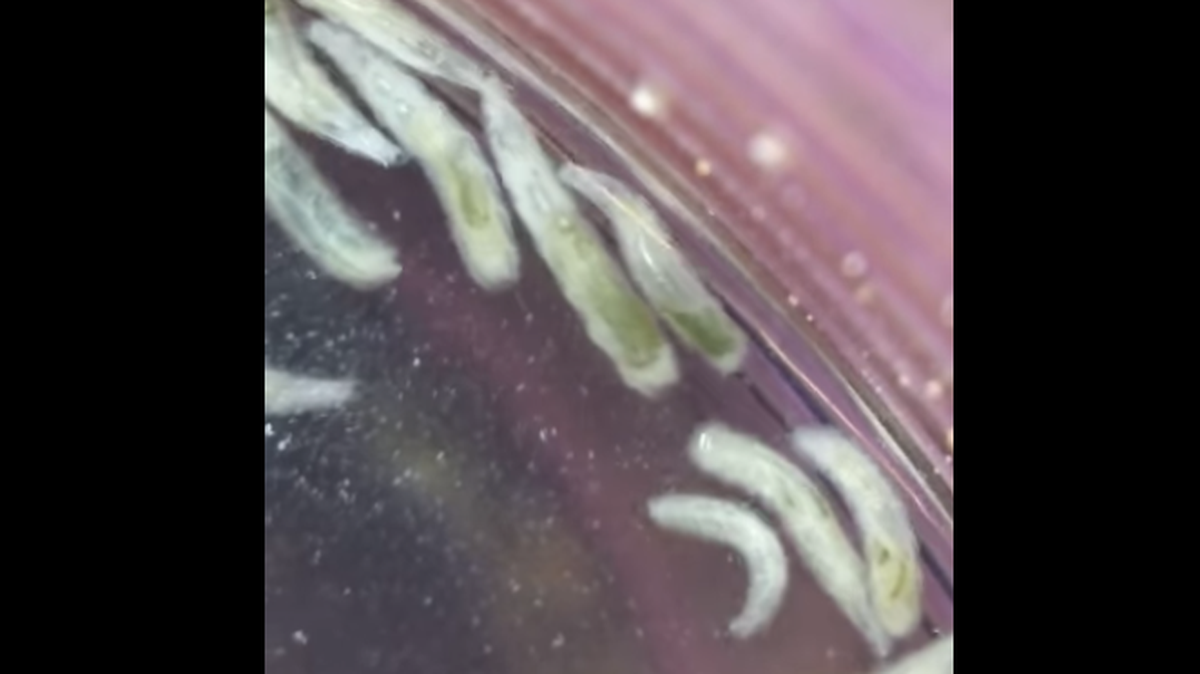 A woman says strange green worm-like critters emerged from a sea shell she found in Myrtle Beach, South Carolina.