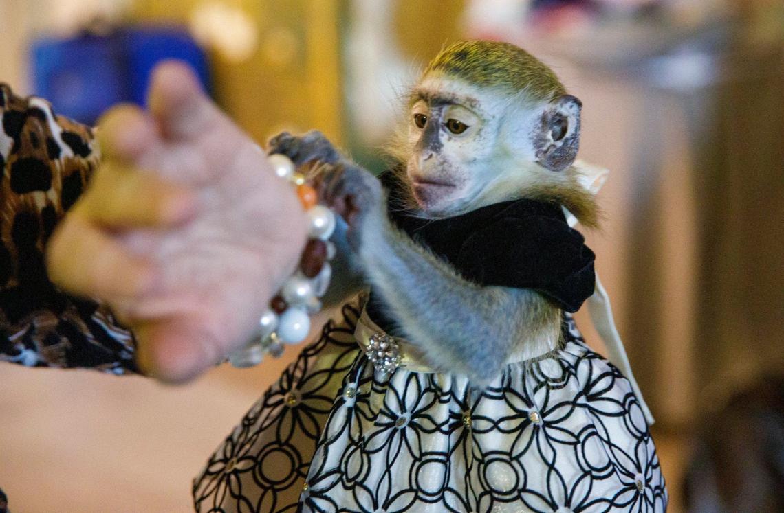 Brenna, a vervet monkey, plays with the beads on Donna Greenough Cantalupo’s bracelet. She and husband Guy Cantalupo hosted a monkey play date at their home in Longs, S.C. on Wednesday. The Cantalupos own Brenna, a vervet and Sisco, a marmoset. Oct. 9, 2024.