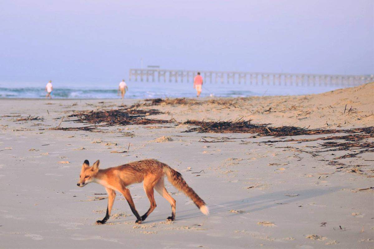 A fox on Pawleys Island