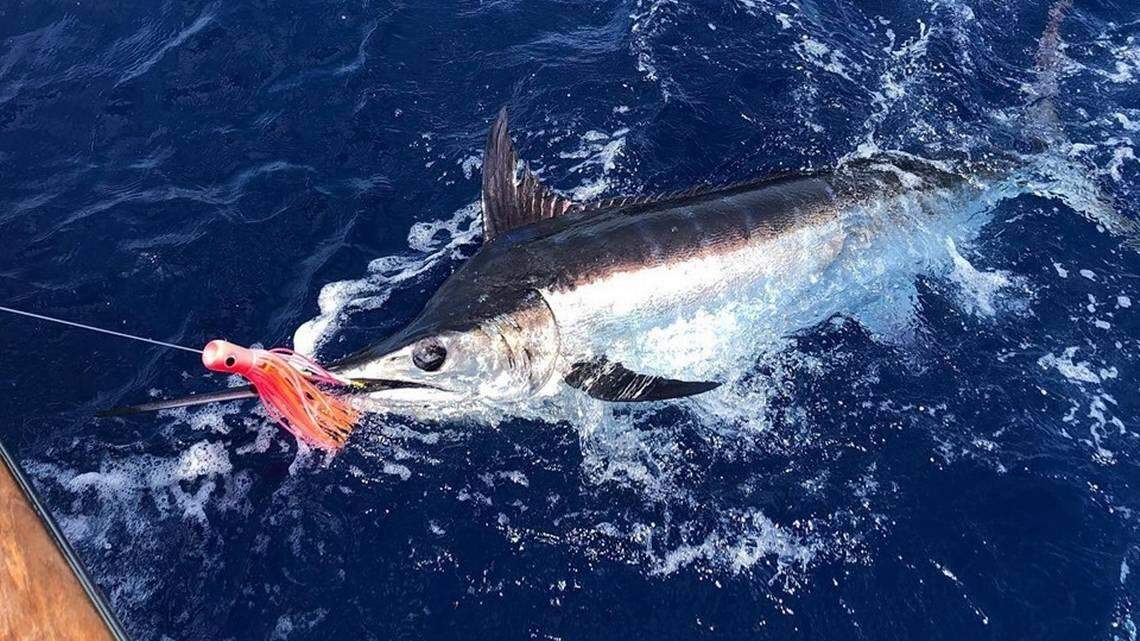 ‘Coming back stronger’: Granddaddy of SC billfish tournaments makes triumphant return