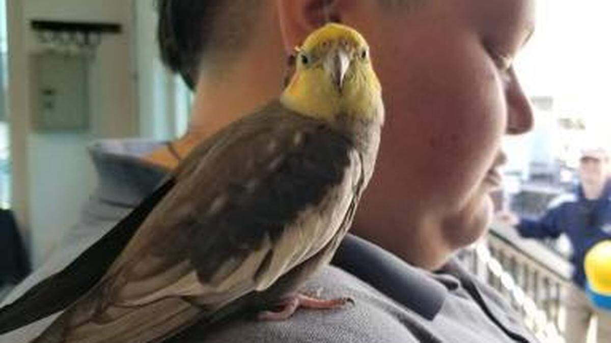 A missing bird was reunited with his owner after he was discovered about 100 feet in the air on the Myrtle Beach SkyWheel last weekend.
