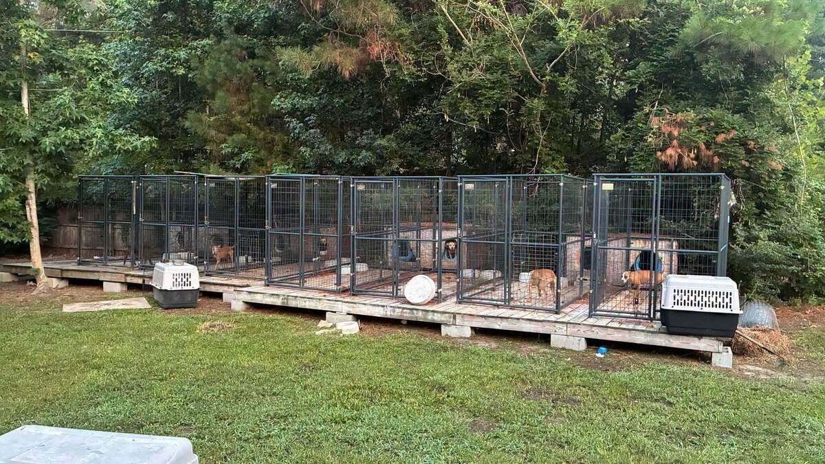 The Horry County Police Department released pictures from the scene of an animal mistreatment investigation.