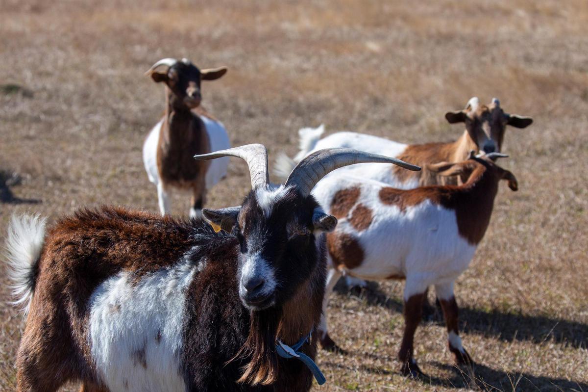 Metal goat replicas donated by local businesses now stand where live goats once frolicked for Murrells Inlet, S.C. Marshwalk visitors. The goat heard was removed from the island to a the Osprey Marina farm for their own safety after high tides threatened the island according to local restaurant owner Al Hitchcock. Dec. 7, 2023.