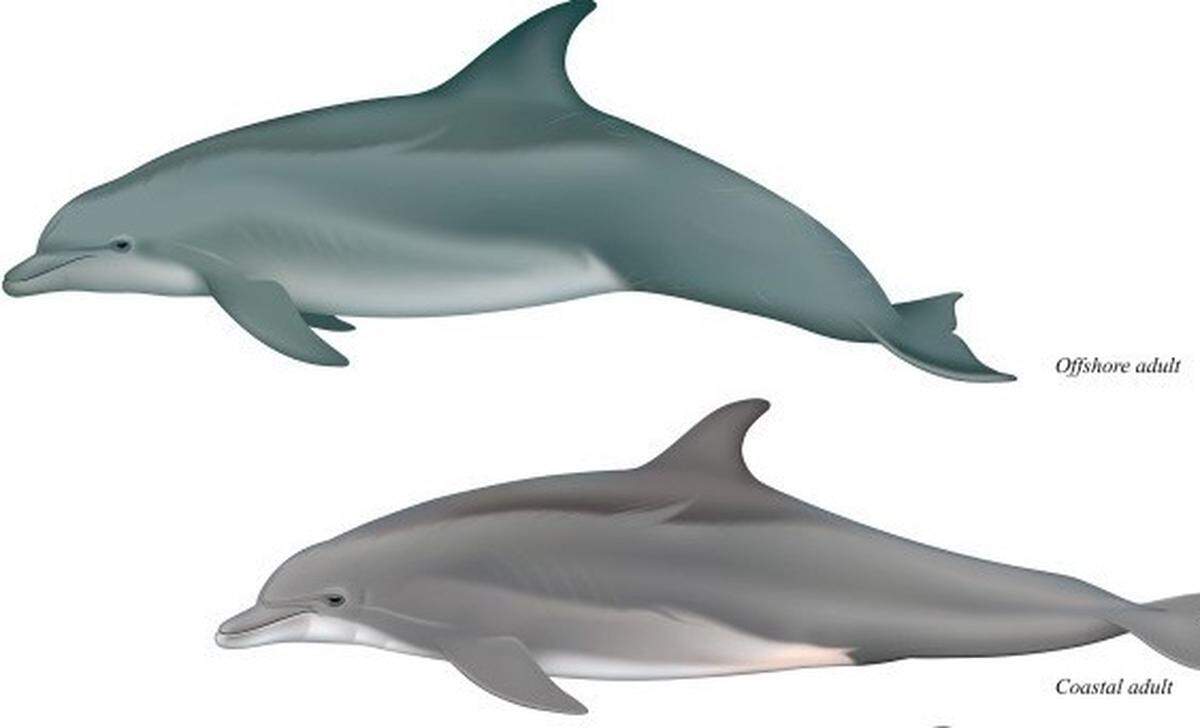 A drawing of the offshore bottlenose dolphin (top) and the new coastal species (bottom). From Lowcountry Marine Mammal Network on Facebook.