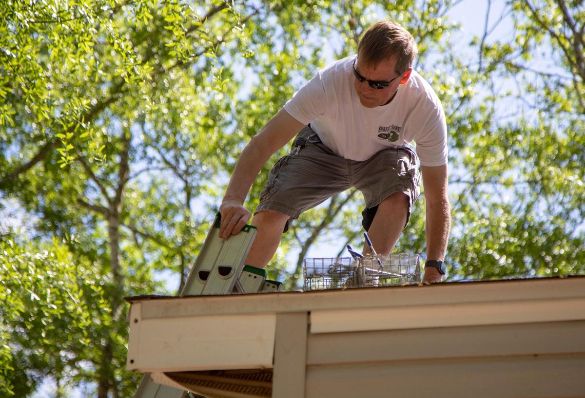 Snake Chaser Russell Cavender climbs off the roof of a home in Sunset Beach after checking a squirrel trap Wednesday morning.