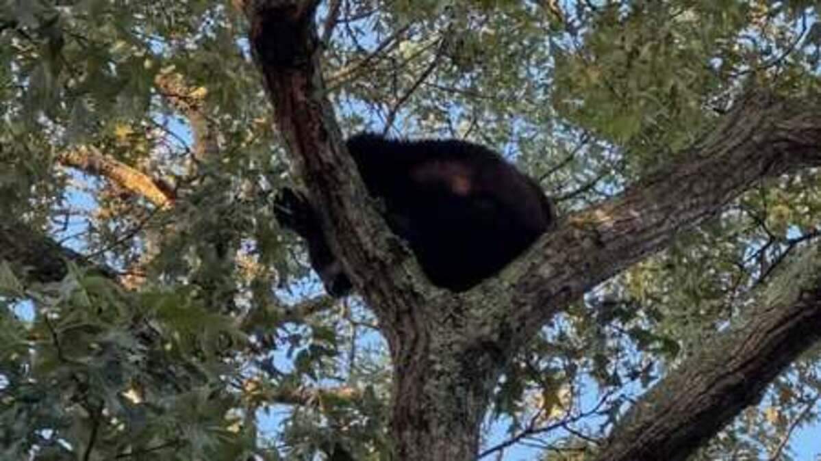 A small black bear was reported to the Myrtle Beach Police Department early in the morning on Sunday, June 15. Animal Control and the Department of Natural Resources were on scene in an effort to relocate the animal.