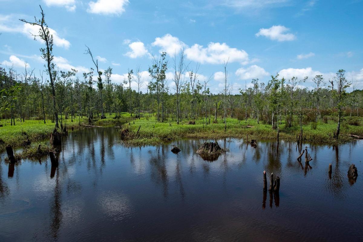 Members of the Horry County Stormwater department show reporters a large beaver dam that blocked drainage and created flooding problems in the Burgess community. June 15, 2022.