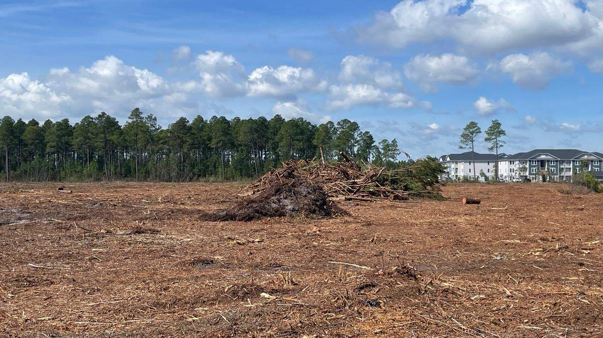 Land near the Horry County Memorial Library in Carolina Forest was cleared in late February 2024. The property is set to become a new elementary school.