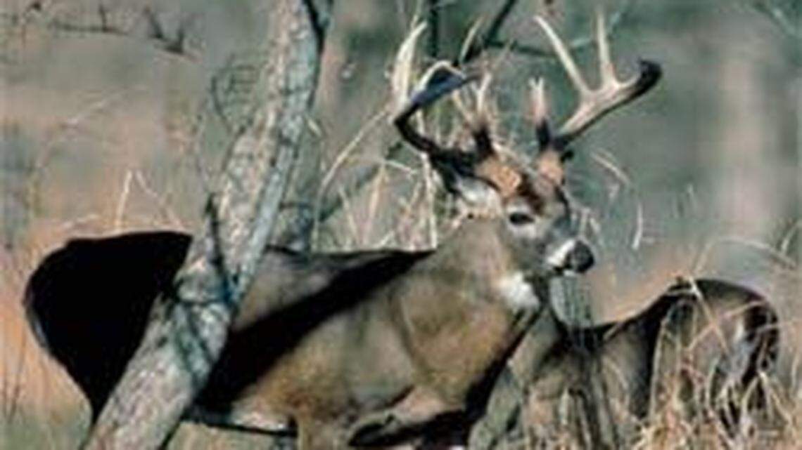 Deer hunting gun season has begun, and the coronavirus may lead to increased activity