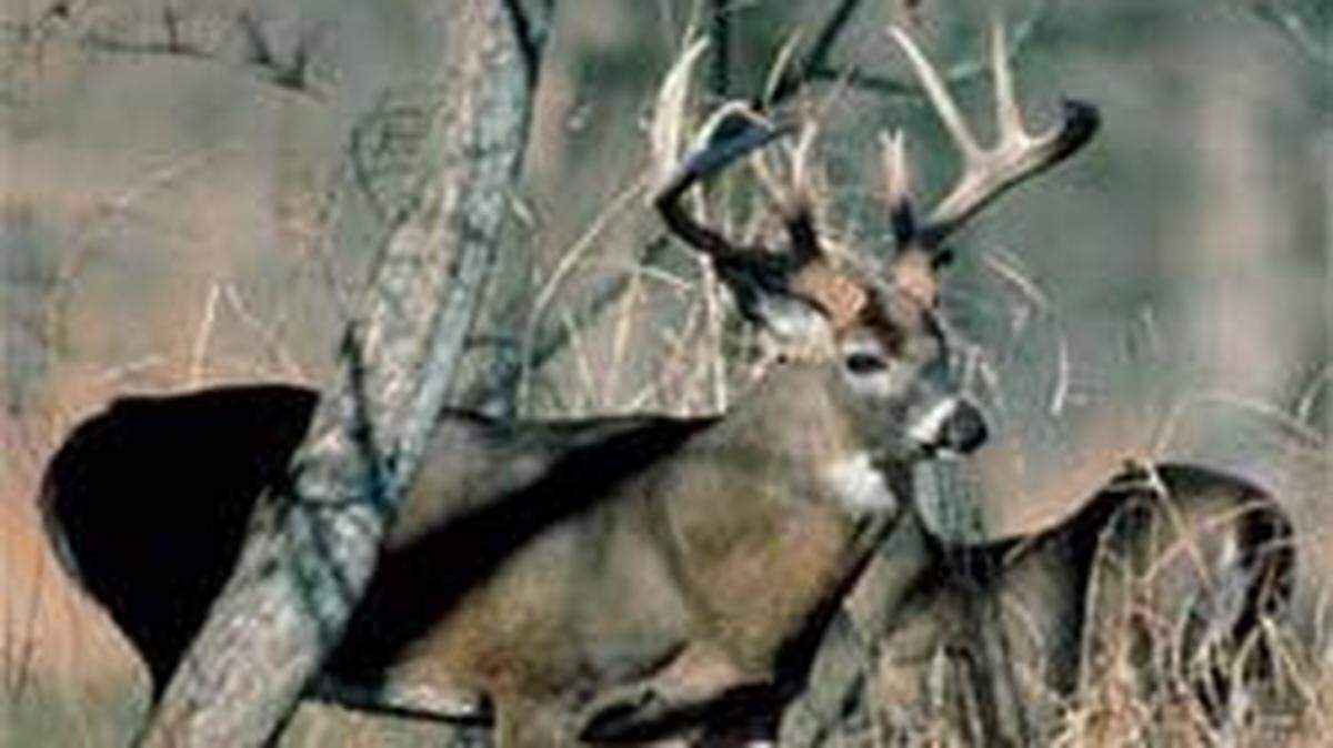 South Carolina’s white-tail deer gun hunting season opened on Tuesday in local Game Zone Four.