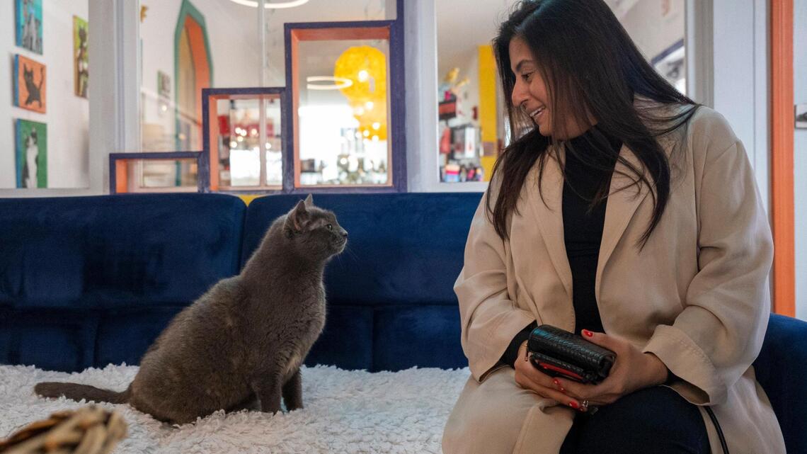 This SC cat cafe near Myrtle Beach entertains and saves feline lives. Check it out