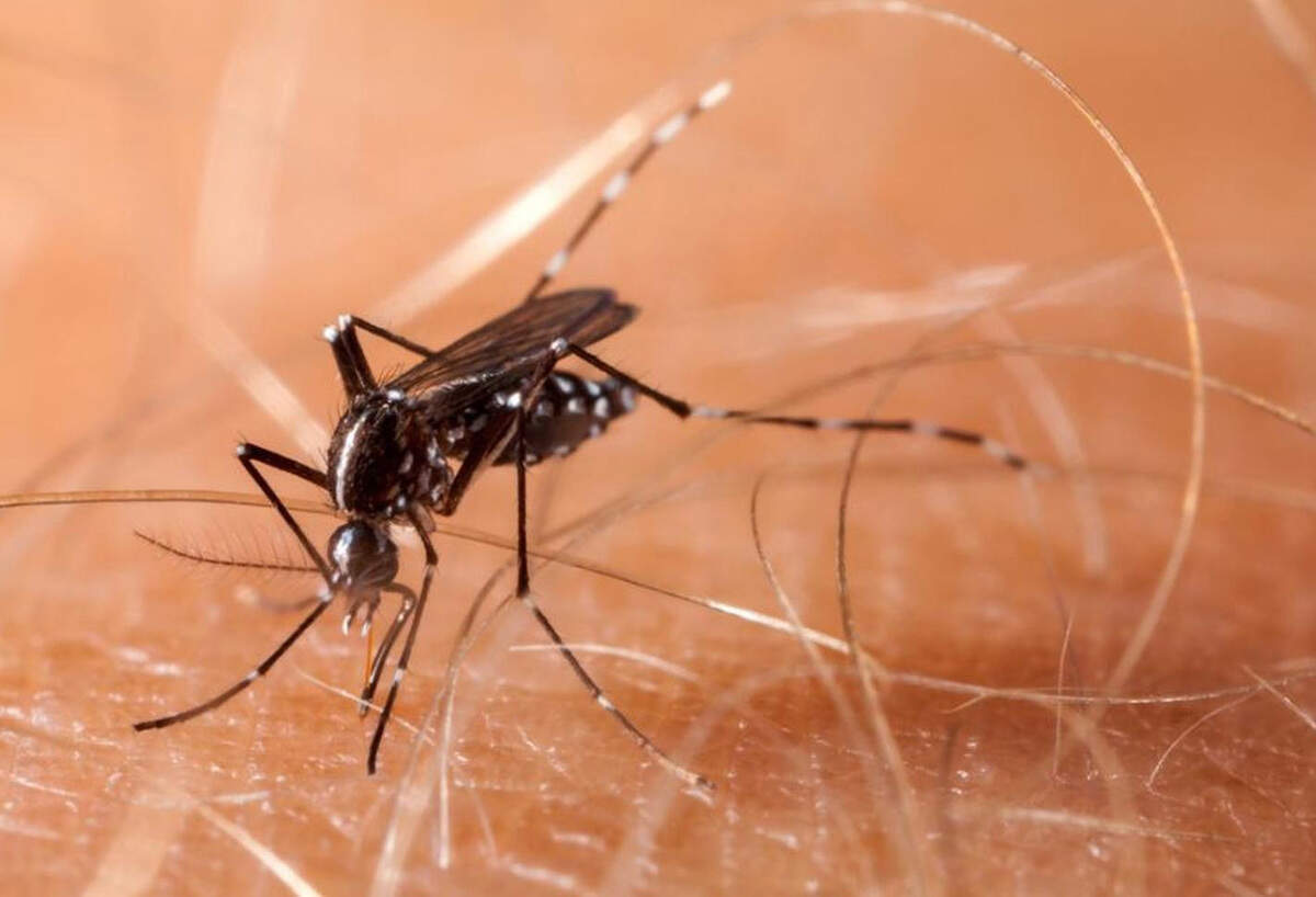 Mosquitoes benefit from more plentiful rainfall and warmer winters. 