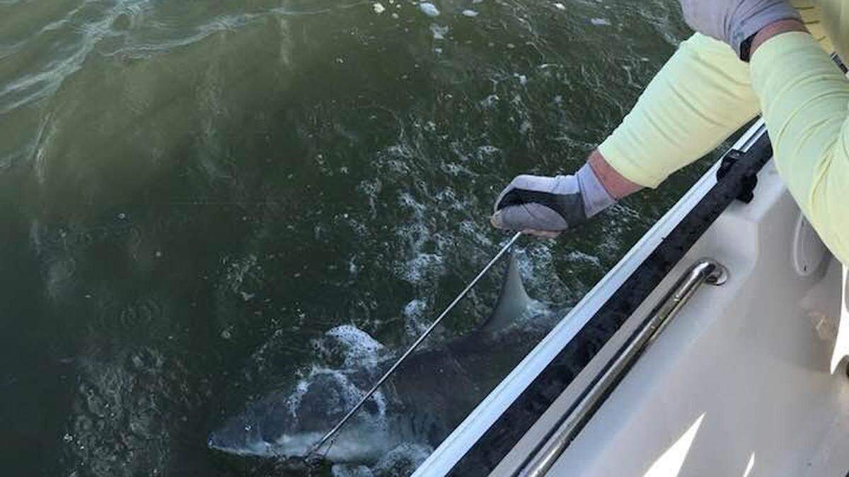 Capt. Mike McDonald of Gul-R-Boy Guide Service handles a shark at boat side earlier this week during a trip in Winyah Bay in Georgetown.