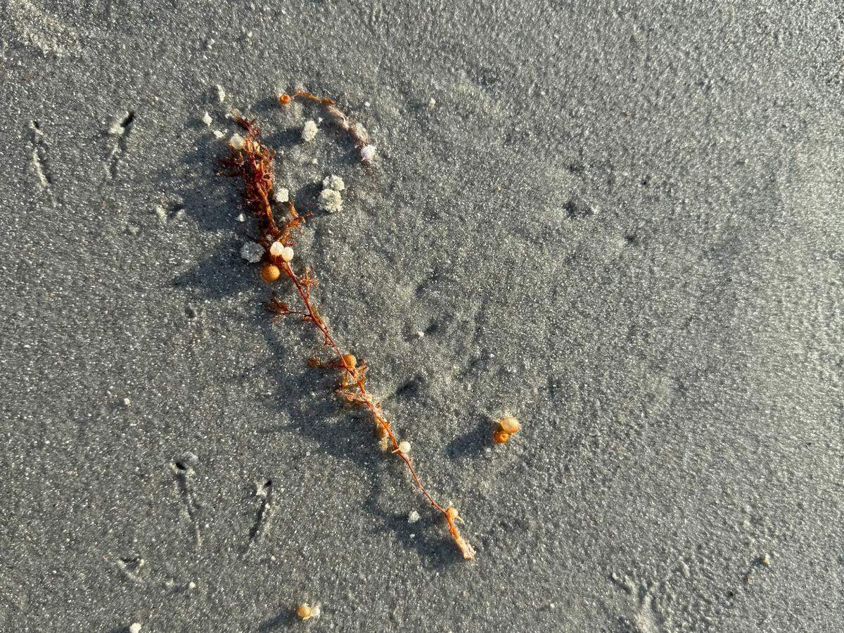 Sargassum grows offshore and floats using many small air bladders, which can break off. The air bladders have been reported on beaches throughout North and South Carolina this summer. July 15, 2025.