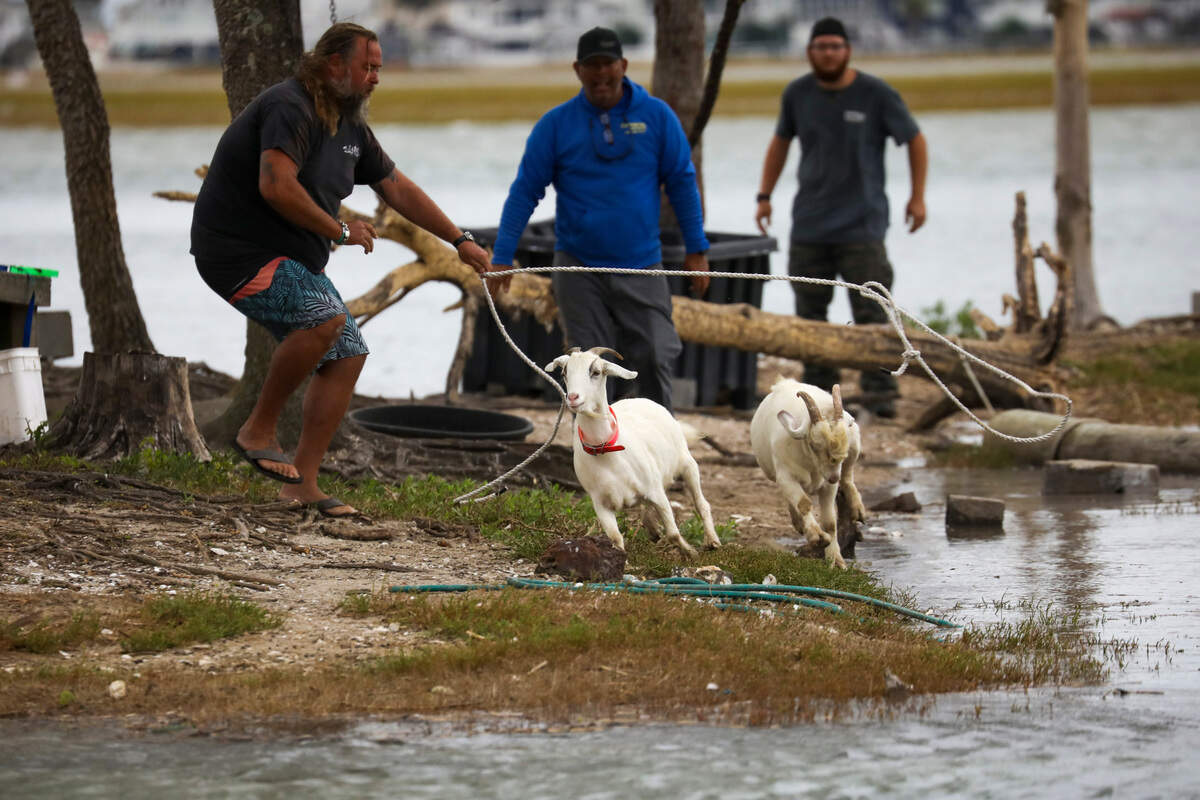 The owner of the goats that live on Murrells Inlet’s "Goat Island’"&nbsp;for part of the year is considering animals' safety in decision of their return this spring. FILE