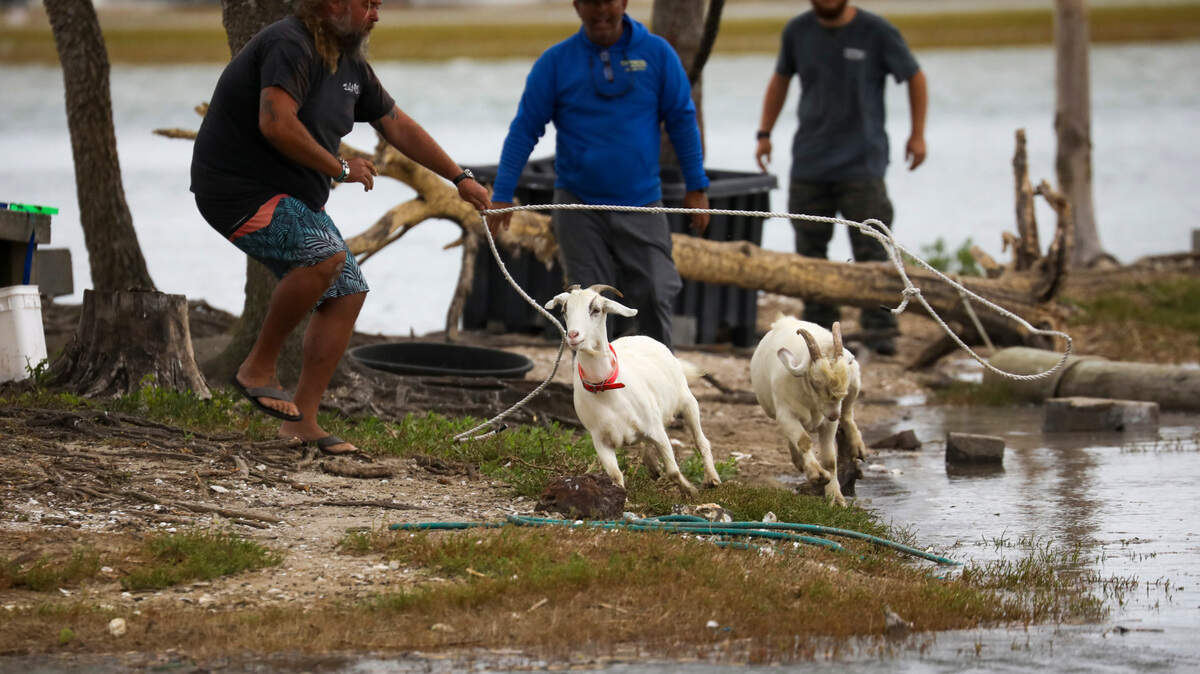 The owner of the goats that live on Murrells Inlet’s "Goat Island’" for part of the year is considering animals' safety in decision of their return this spring. FILE