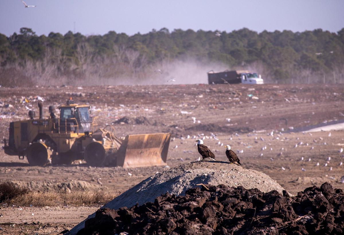 A pair of Bald Eagles watch over operations at the Horry County Solid Waste Authority landfill on Monday, Jan. 6, 2019.