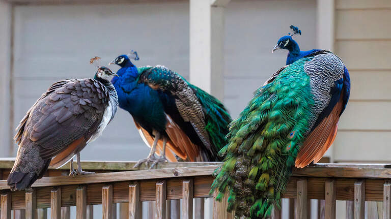 Peacocks now live near the Marshwalk. How did the two dozen of the fowl get there?