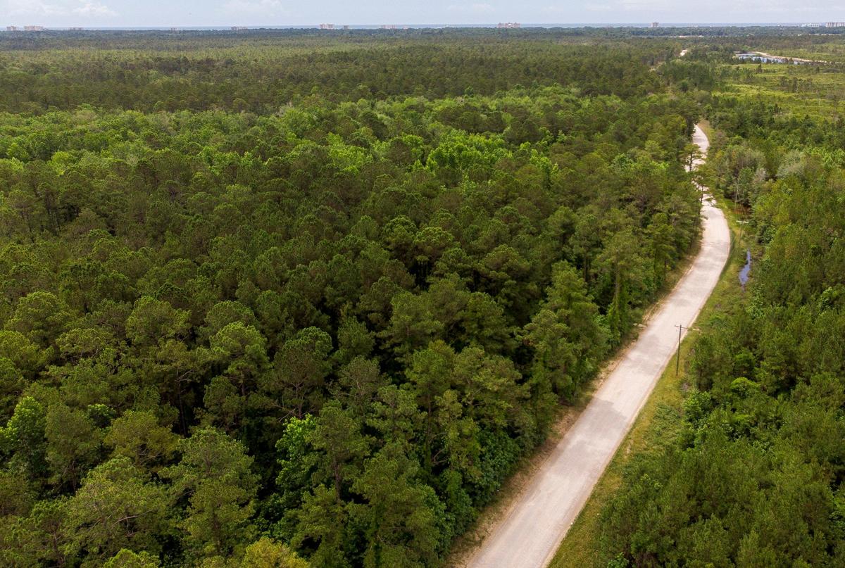 Forest and wetlands north of Long Bay Road in North Myrtle Beach are now part of about 1000 acres that have been placed in conservation easements over the last few years.