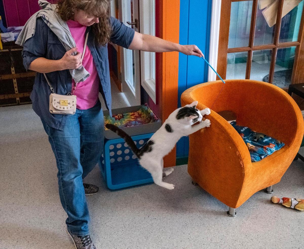 Visitors to the Purr and Pour cat cafe’ in Georgetown, S.C. can play with over a dozen felines that are up for adoption through Saint Frances Animal Center while having a beverage of choice. January 18, 2023.