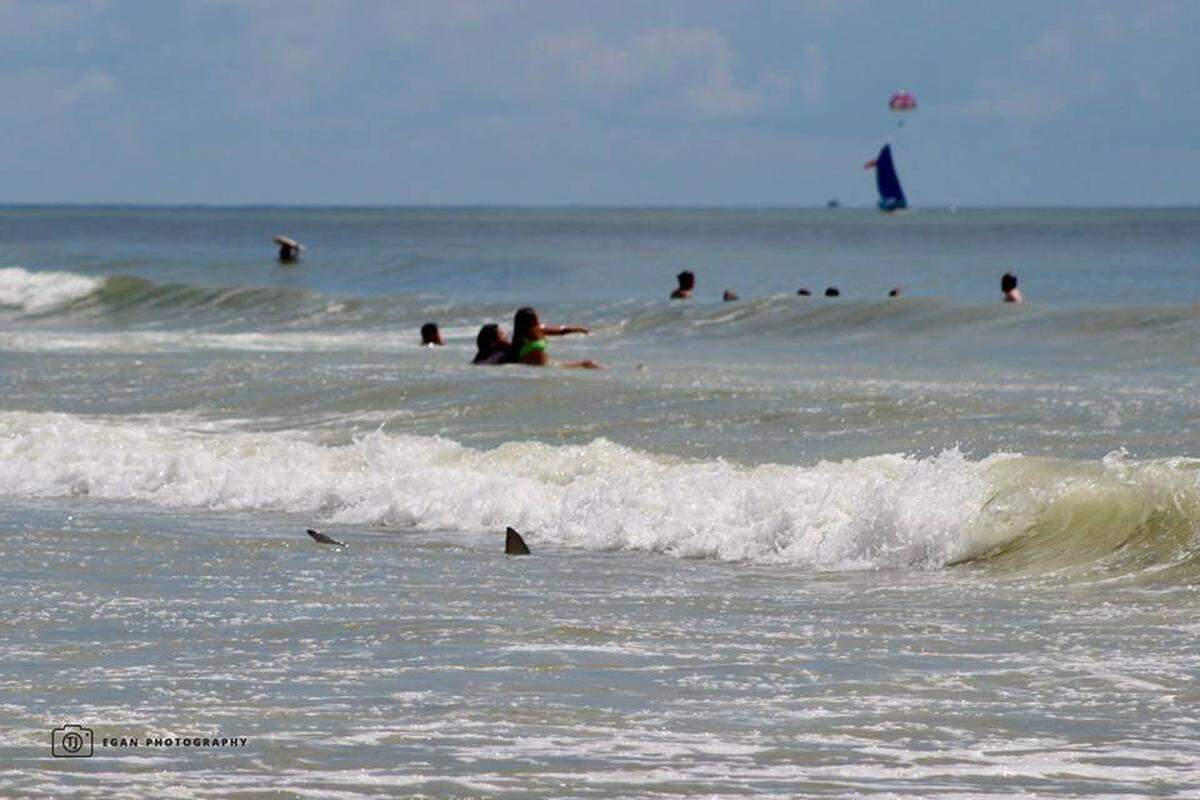 A shark is caught on camera near swimmers a little north of Myrtle Beach State Park on Sunday morning.
