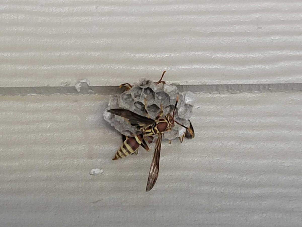 Before you knock a wasp nest, make sure you’ve thoroughly sprayed it and wait to ensure the stinging insects are dead.