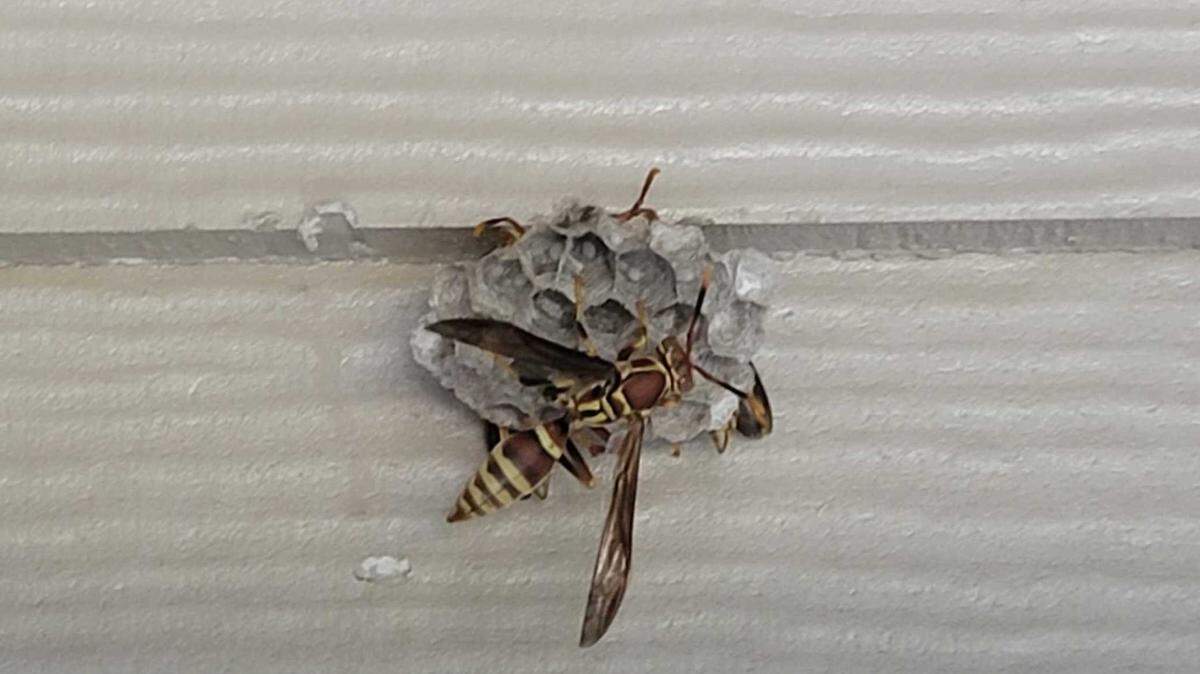 Before you knock a wasp nest, make sure you’ve thoroughly sprayed it and wait to ensure the stinging insects are dead.