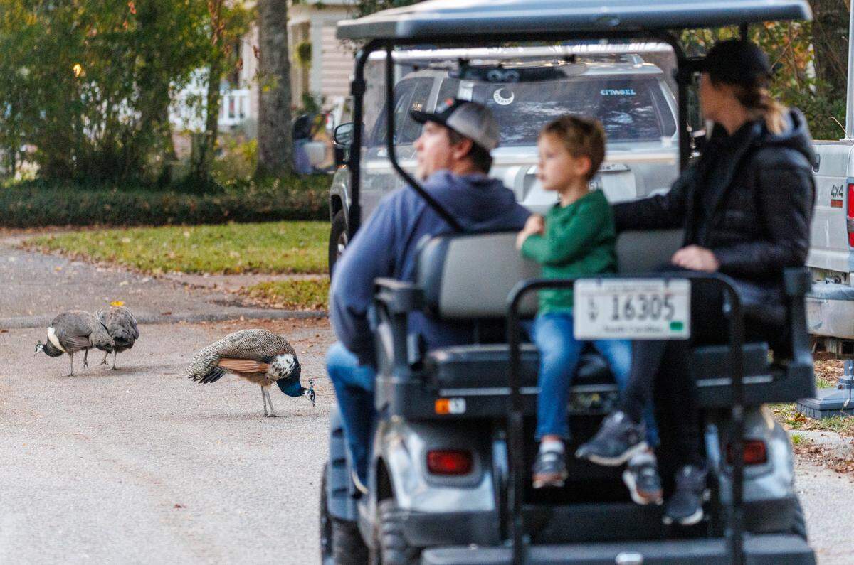 Murrells Inlet residents David and Rachael Rhodes frequently take their 4-year-old son Liam to visit peafowl after school. More than 20 peafowl roam a residential neighborhood in Murrells Inlet, SC perching porches and rooftops. While some neighbors enjoy their colorful displays, others have complained that they scratch up cars and create a mess. The fowl are believed to have originated on Goat Island only to be blown to the mainland by a past Hurricane. Nov. 13, 2024.