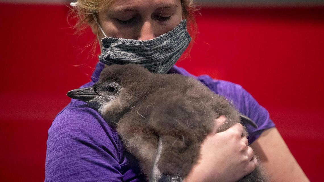 Ripley’s names its new penguin chick after Myrtle Beach real estate mogul