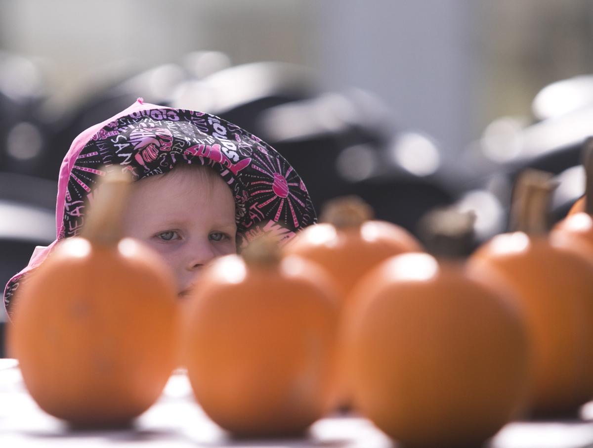 Izzy Seffens (20 months), picks out a pumpkin at Thompson Farm. The farm is one one of many venues along the Grand Strand to experience the season. Oct. 23, 2018.