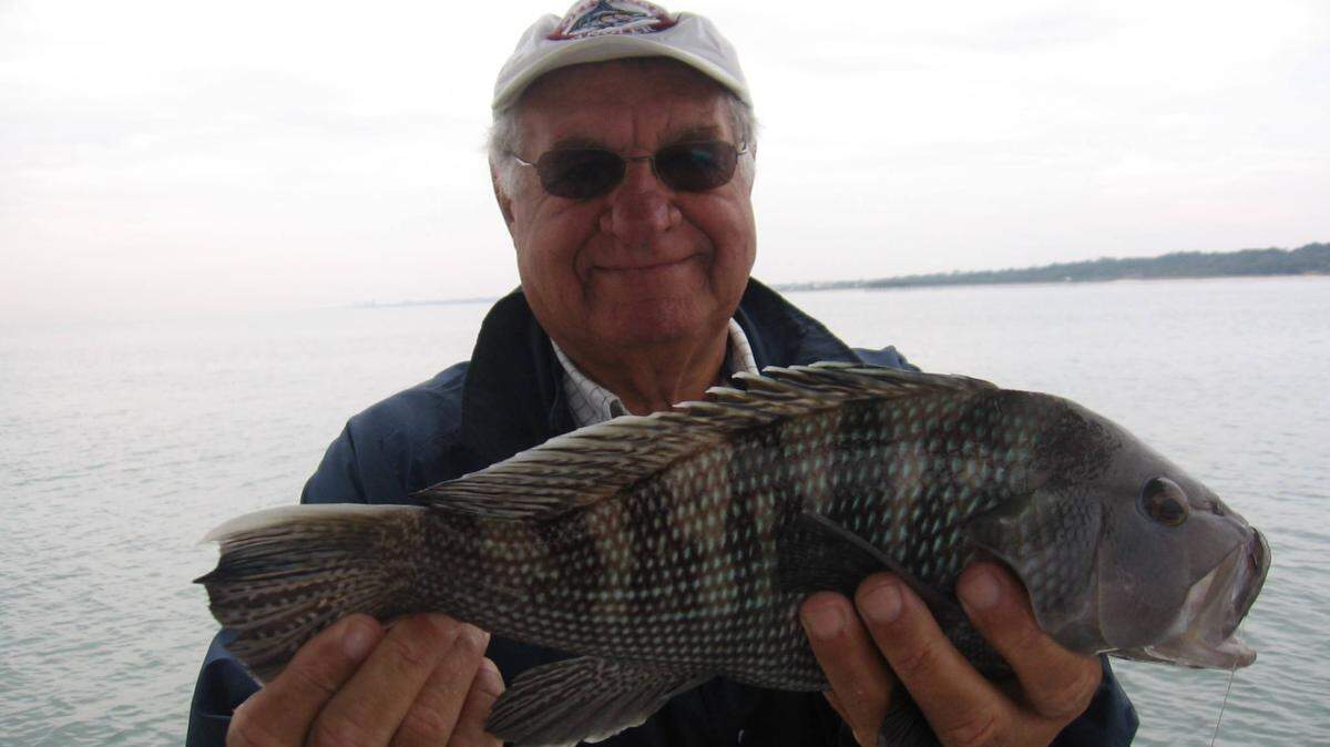 Keeper black sea bass are congregating in shallower water as the ocean water cools down off the Grand Strand coast.