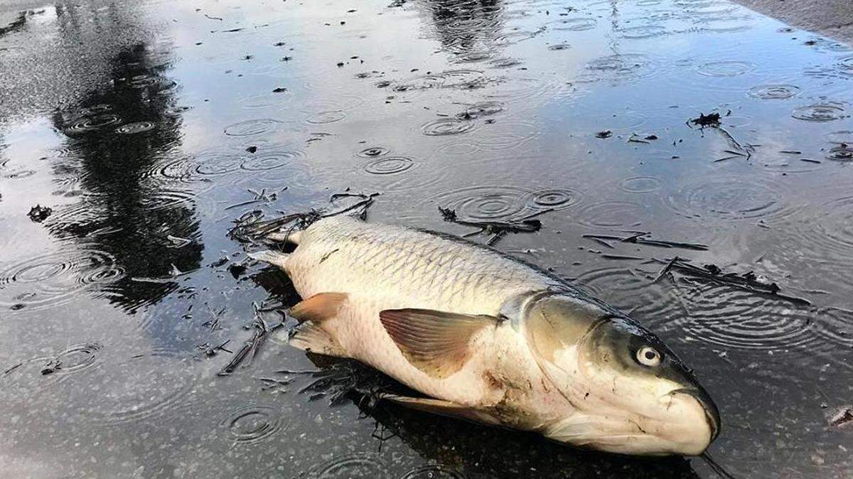 As waters recede in the Longs area, fish begin to die off. The waters of the Waccamaw are becoming unsafe for them.