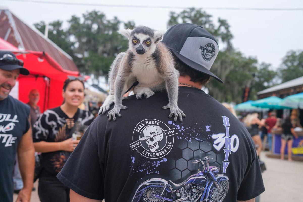 Chase Owen brought his ring tailed lemur named Zaboo to The Beaver Bar on Friday night where it received a lot of attention from fellow bikers. Bikers brought their animals including dogs, and even a ring tailed lemur to the bars during Myrtle Beach Bike Week’s Fall Rally. Oct. 4, 2024.