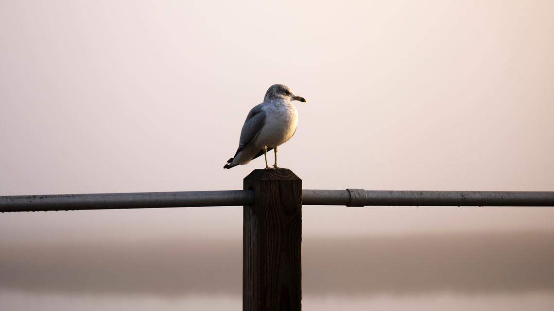 A seagull looks out over a foggy Hog Inlet in North Myrtle Beach on Jan. 5, 2023.