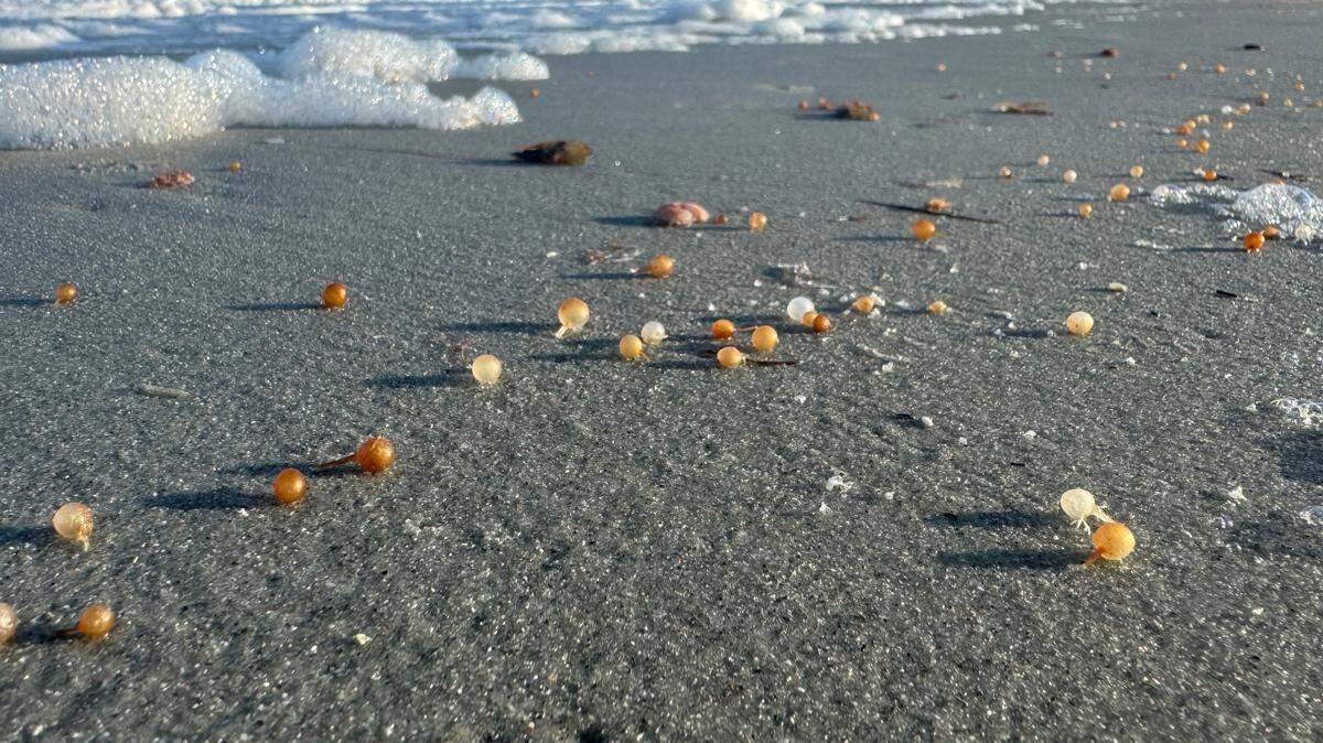 Sargassum is a type of algae that grows in large “mats” offshore, providing habitat for sea turtles and other marine creatures. Its small, round air bladders are what keep it afloat, but sometimes storms and currents can break them off. July 15, 2025.