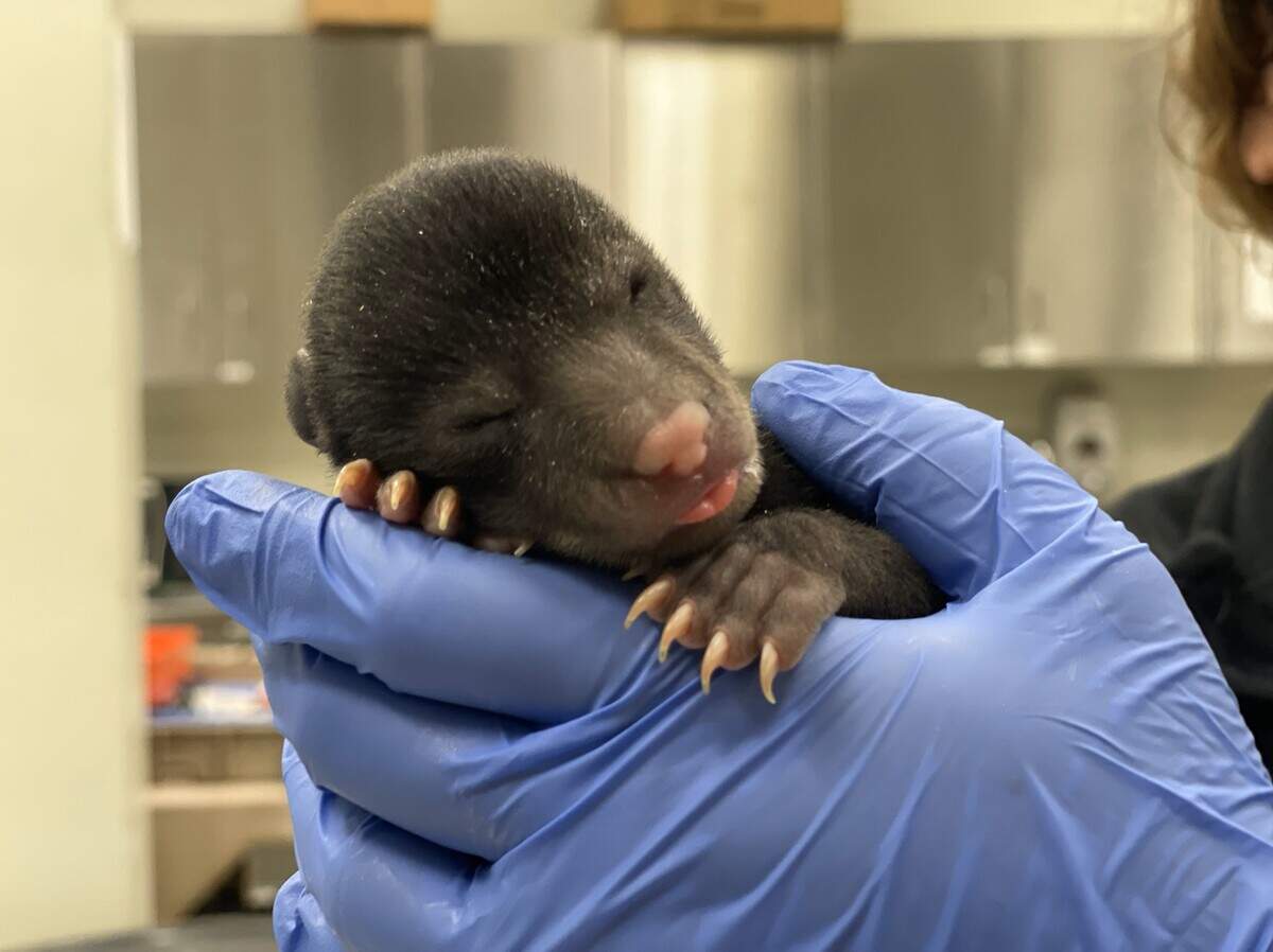 Pawley bear is one of two bear cubs that were rescued from a bear den during a wildfire in Georgetown County. His sister, Carolina, was also rescued.