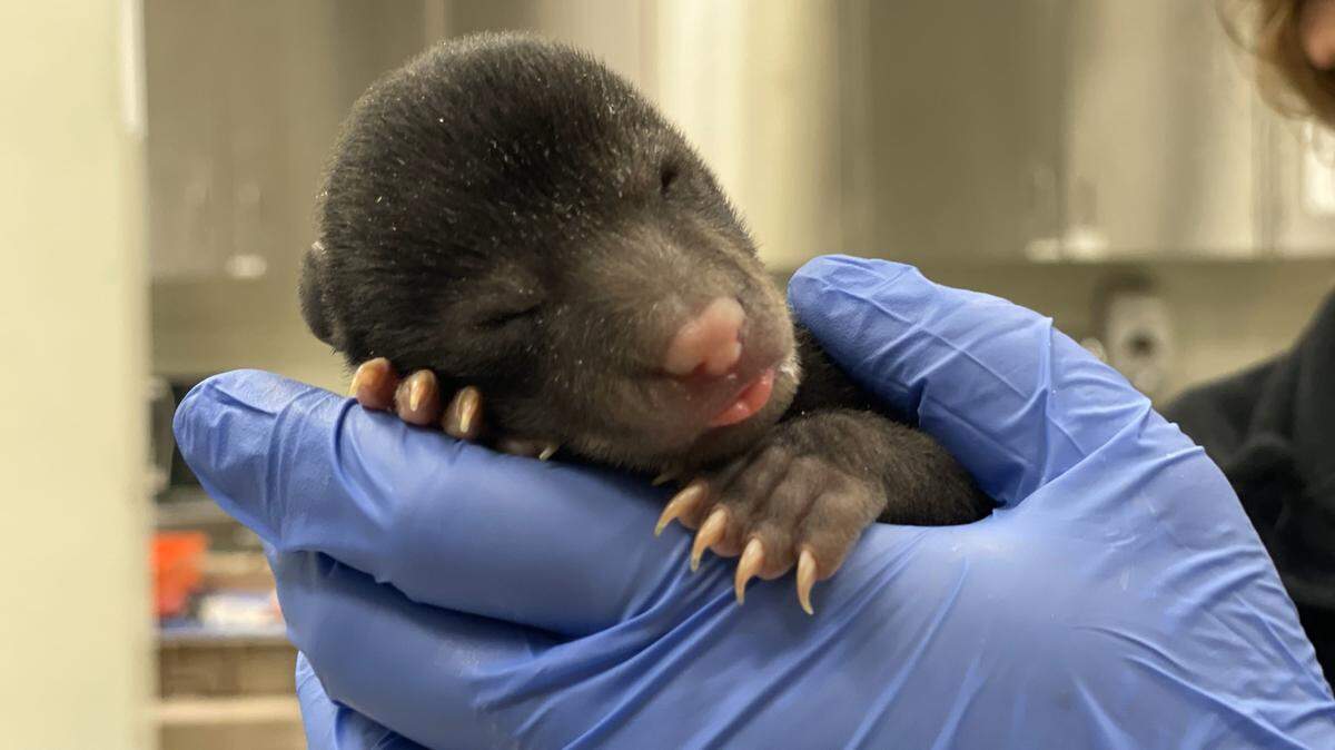 Pawley bear is one of two bear cubs that were rescued from a bear den during a wildfire in Georgetown County. His sister, Carolina, was also rescued.