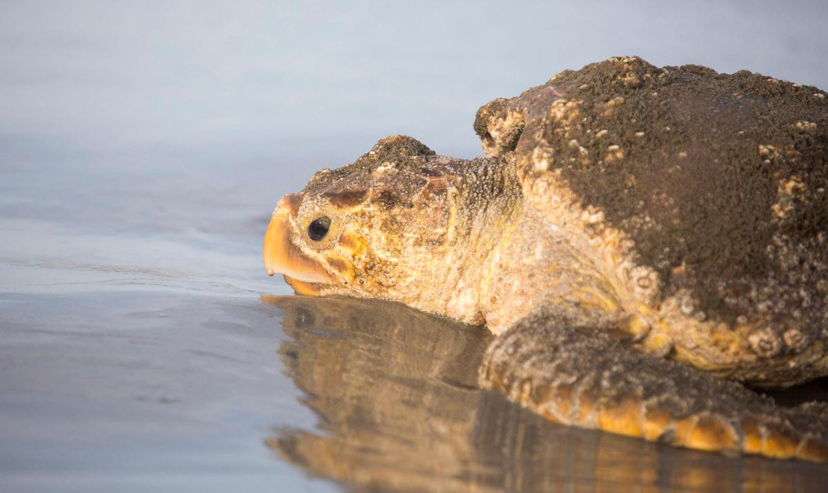 A large Loggerhead Sea Turtle sits on the shore between 65th and 66th Avenue North in Myrtle Beach. Myrtle Beach rescuers and the South Carolina United Sea Turtle Enthusiasts tried to save the Sea Turtle with Debilitated Turtle Syndrome Friday. It was taken to the Sea Turtle Care Center at the South Carolina Aquarium.
