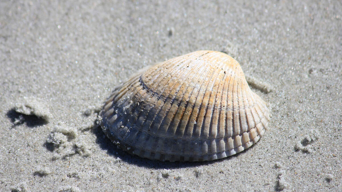 Why now is best time to go shelling in Myrtle Beach, SC area | Myrtle ...