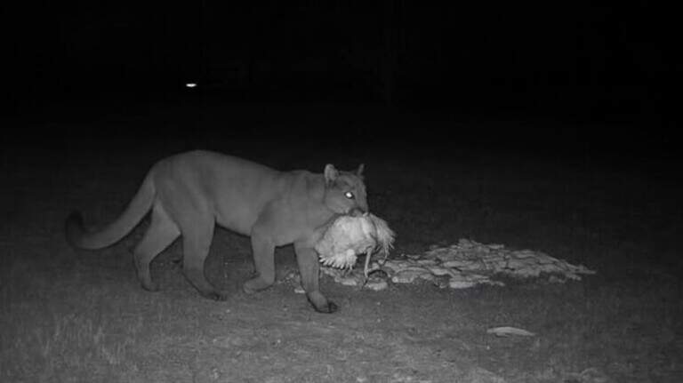 Is there a cougar roaming around Horry County? What SC wildlife officials say