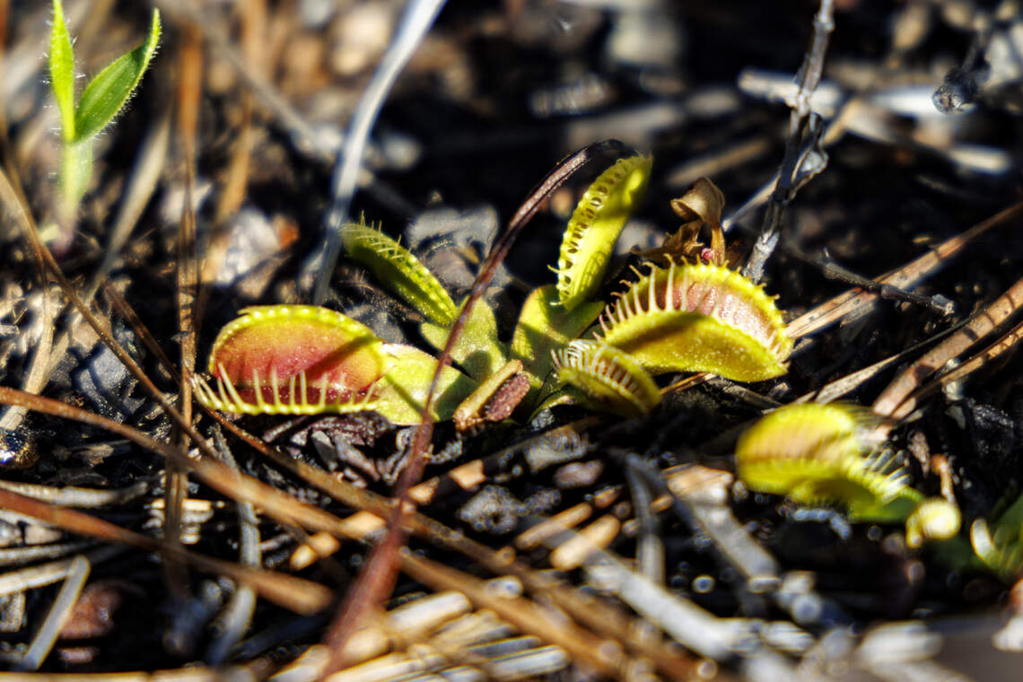 World’s Only Wild Venus Flytraps in Nc, SC Are Threatened. This Film Follows Rescuers