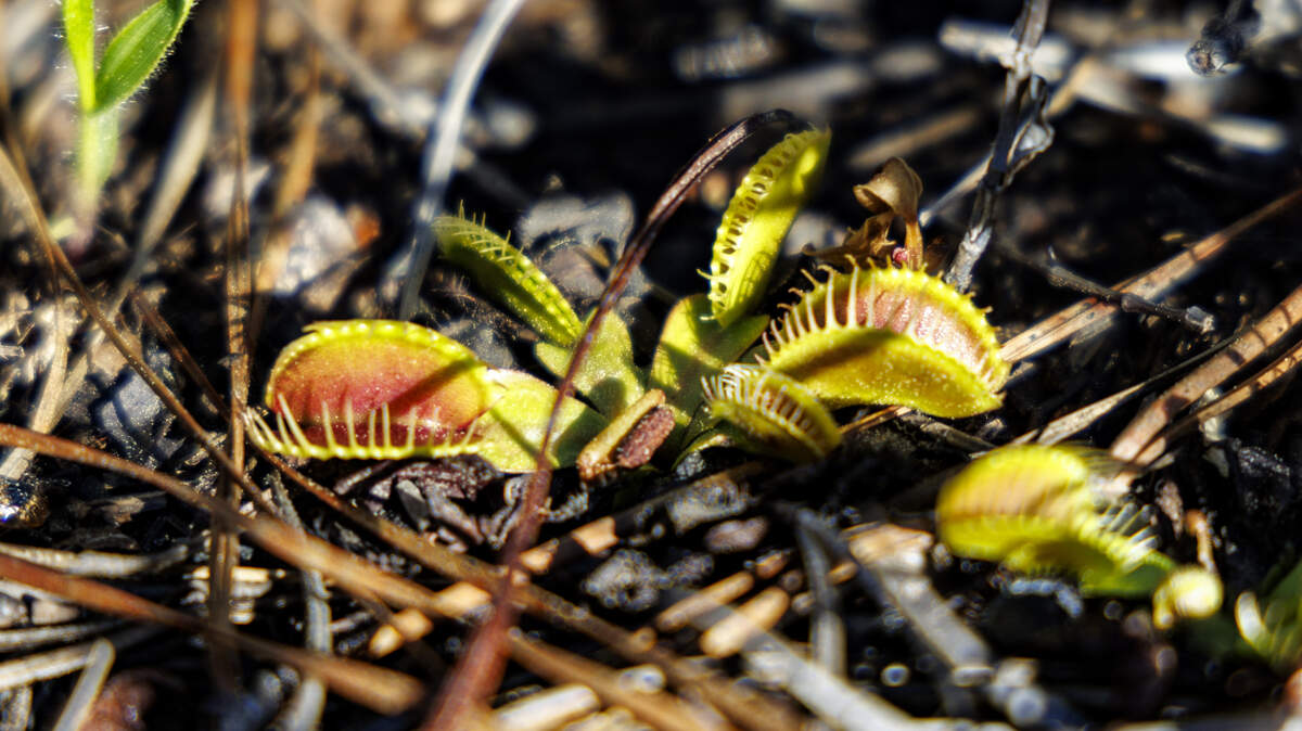 First Flytrap Festival held in Horry County, SC, this spring
