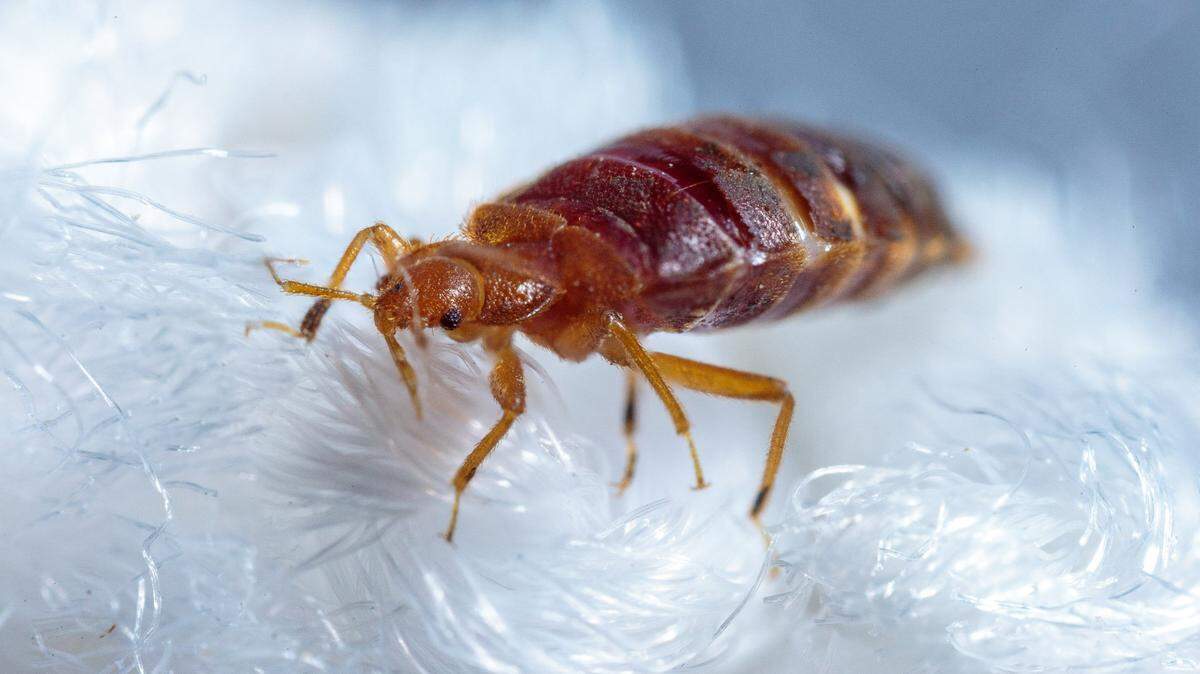 A bed bug crawls across some cotton-like material in a laboratory.
