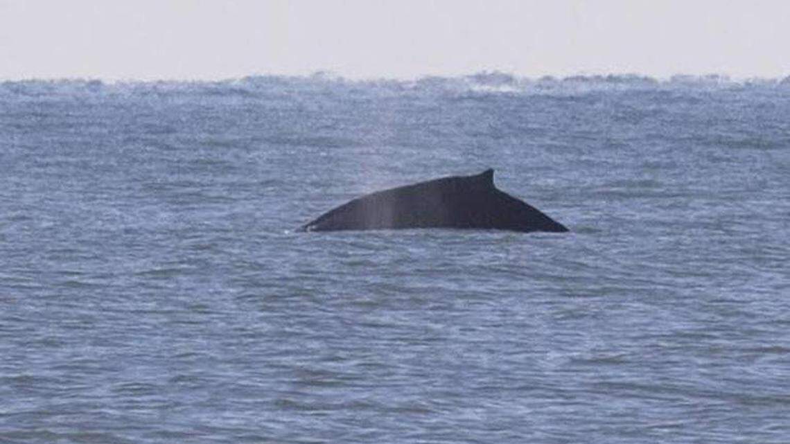 VIDEO: A pod of whales found off Myrtle Beach shoreline