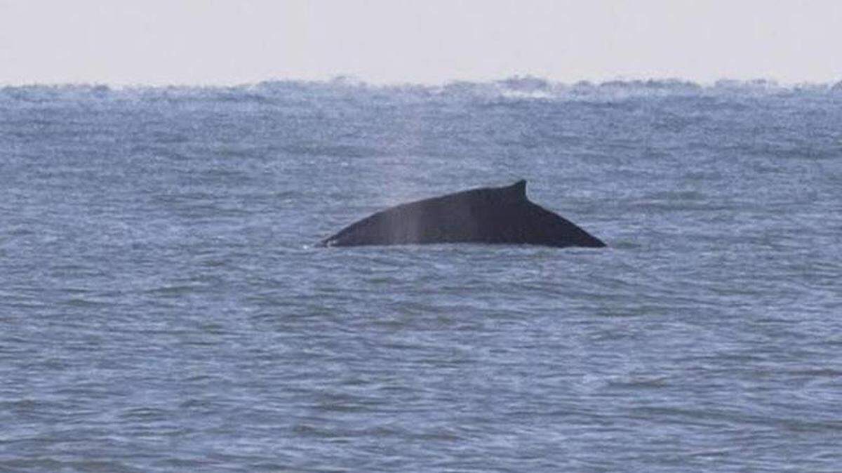 Found off Myrtle Beach,  S.C., coast in the Atlantic Ocean.